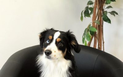 Flauschiger Stresskiller – Held im Alltag?