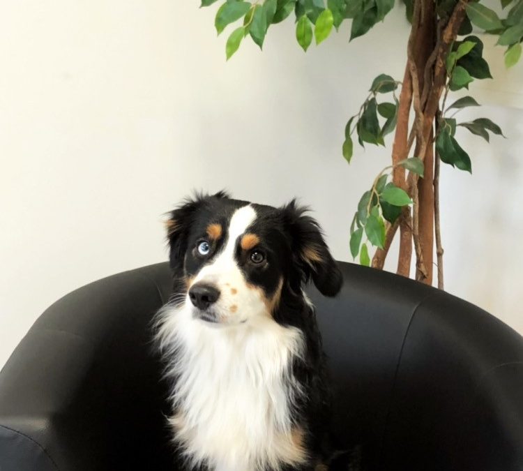 Flauschiger Stresskiller – Held im Alltag?